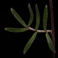 Indigofera pilgeriana