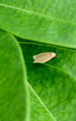 Manulea fuscodorsalis