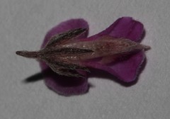 Indigofera pilgeriana