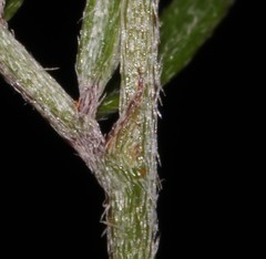 Indigofera pilgeriana