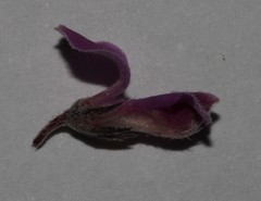 Indigofera pilgeriana