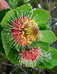 Leucospermum winteri