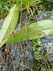 Tipula fulvipennis