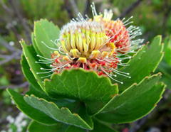 Leucospermum winteri