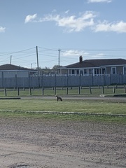 Vulpes vulpes rubricosa