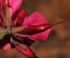 Indigofera anastasia