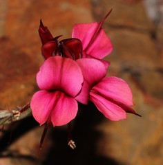 Indigofera anastasia
