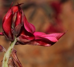 Indigofera anastasia