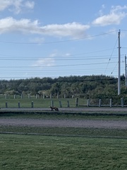 Vulpes vulpes rubricosa