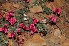 Indigofera anastasia