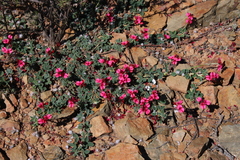 Indigofera anastasia
