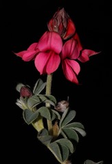 Indigofera anastasia
