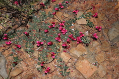 Indigofera anastasia