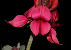 Indigofera anastasia