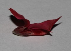 Indigofera anastasia