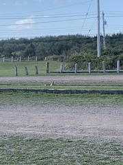 Vulpes vulpes rubricosa