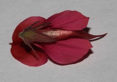 Indigofera anastasia