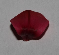 Indigofera anastasia