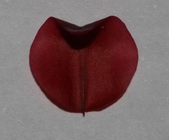 Indigofera anastasia