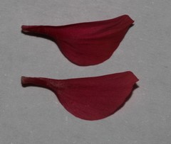Indigofera anastasia
