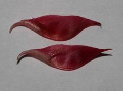 Indigofera anastasia