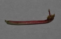 Indigofera anastasia