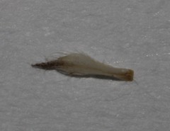Indigofera anastasia