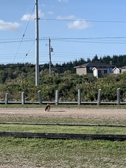 Vulpes vulpes rubricosa