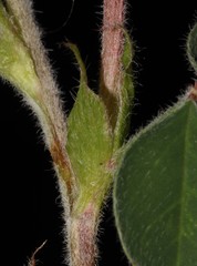Indigofera anastasia