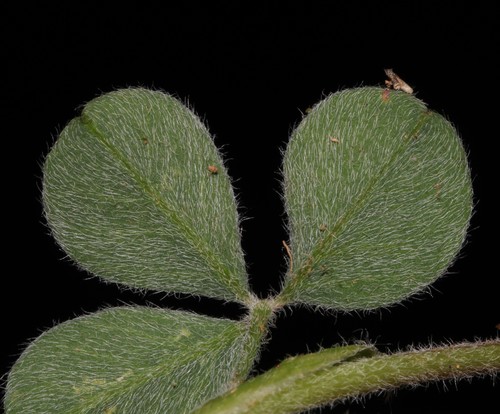Image of Indigofera anastasia by (c) Brian du Preez, some rights reserved (CC BY-SA)