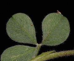 Indigofera anastasia
