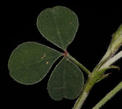 Indigofera anastasia