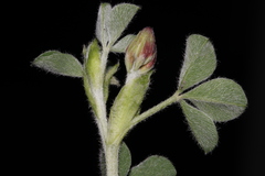 Indigofera anastasia