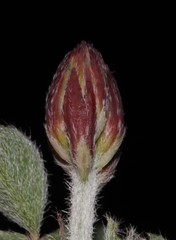 Indigofera anastasia