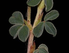 Indigofera anastasia