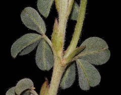 Indigofera anastasia