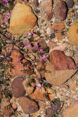 Indigofera pilgeriana