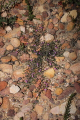 Indigofera pilgeriana