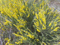 Aspalathus glabrescens