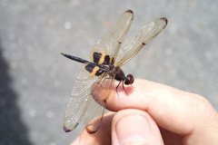 Rhyothemis phyllis obscura