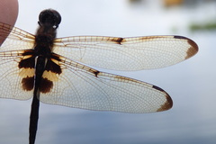 Rhyothemis phyllis obscura