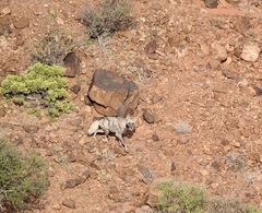Hyaena hyaena