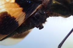 Rhyothemis phyllis obscura