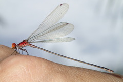 Pseudagrion ustum
