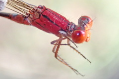 Pseudagrion ustum