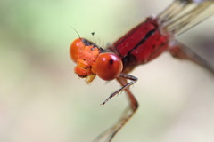 Pseudagrion ustum