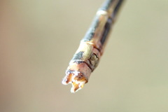Pseudagrion ustum