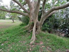 Ficus sycomorus sycomorus