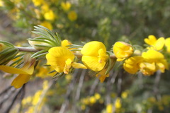 Aspalathus glabrescens