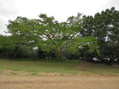 Ficus sycomorus sycomorus